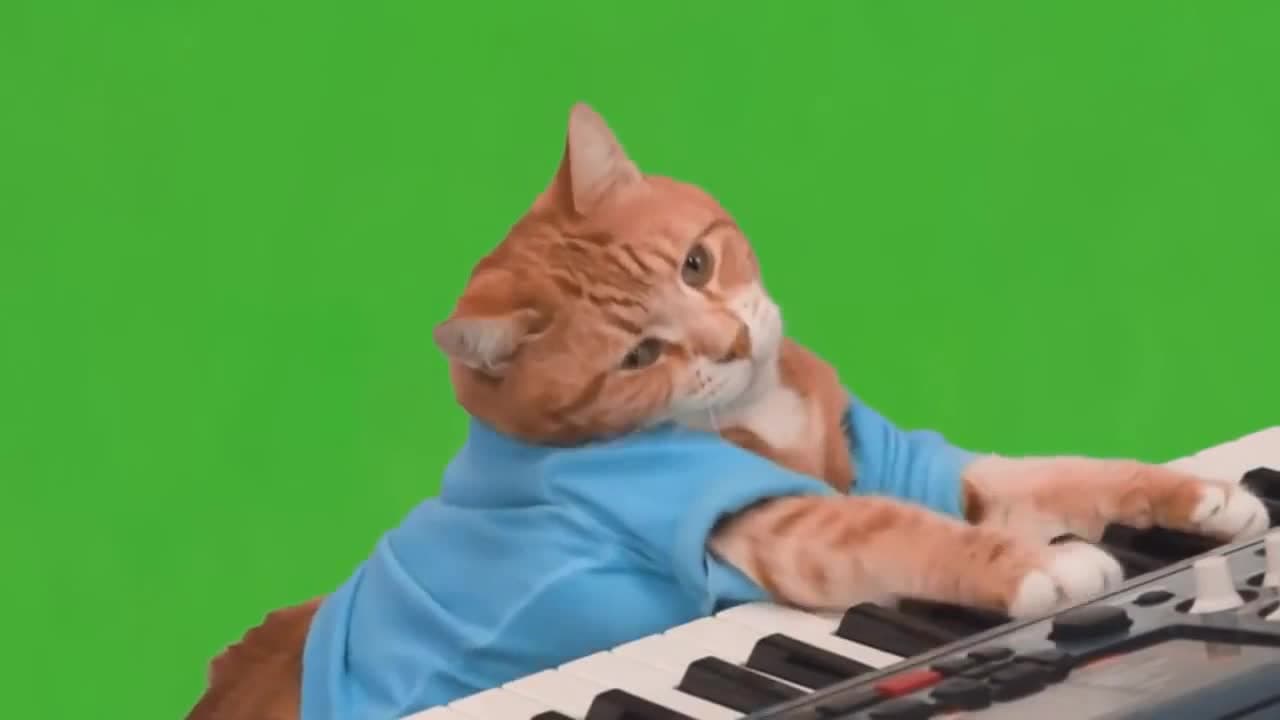 Cat Playing Keyboard on Green Screen Meme Template | Focused Musician Cat - funny Animal Memes meme