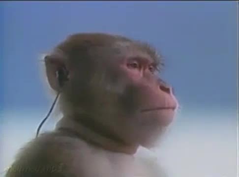 Zen Monkey Lost in Music Vibe Meme Template - funny Funny Animals meme