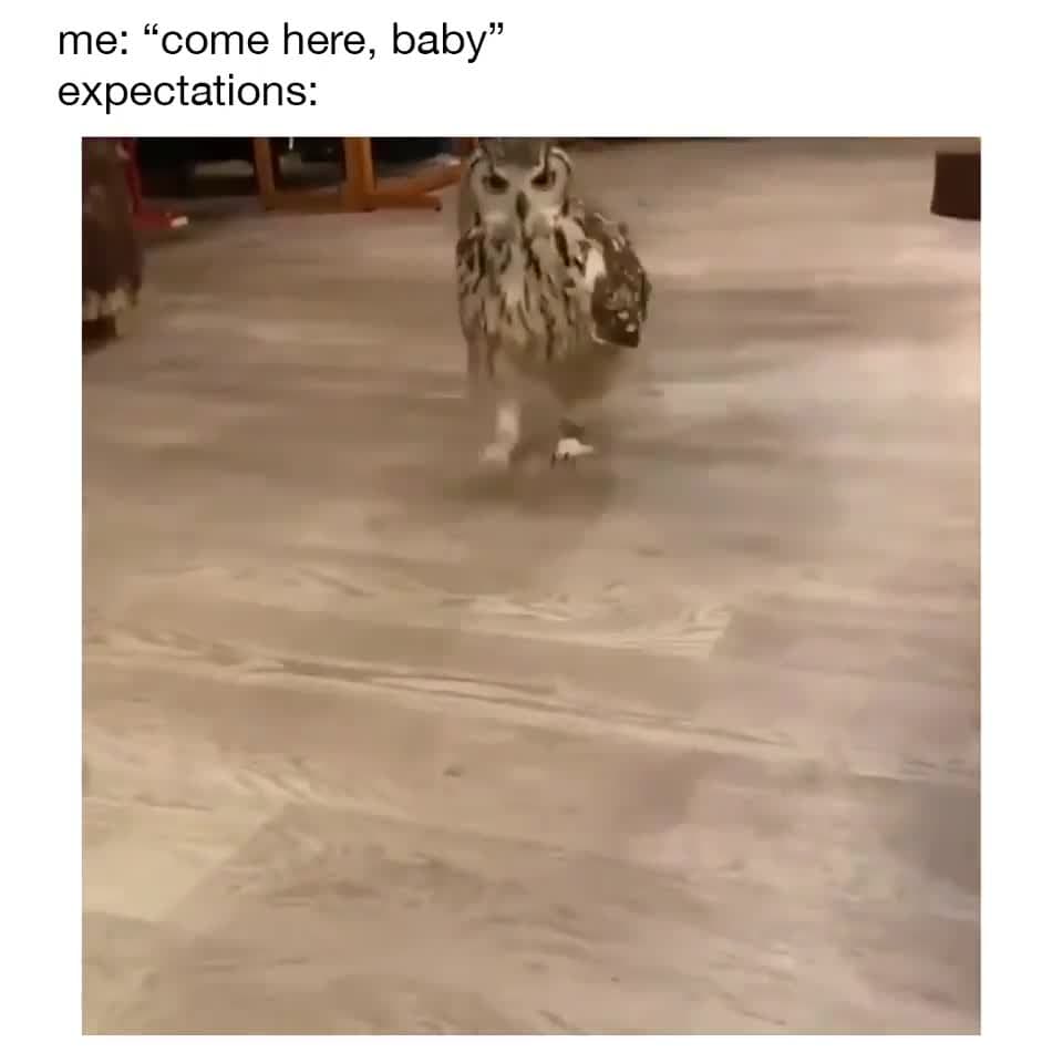 Serious Owl Stare Walk Meme Template - funny Animal Humor meme