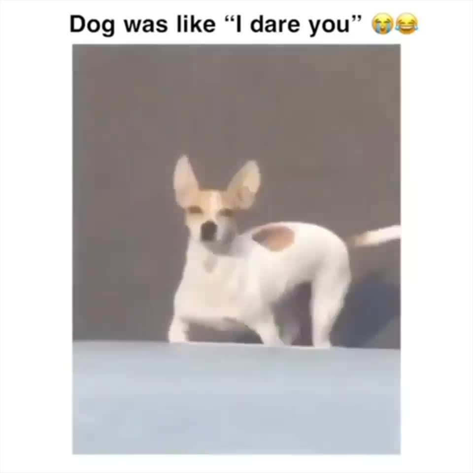 Fearless Chihuahua Dog Stands Up - I Dare You Meme Template - funny Animal Memes meme