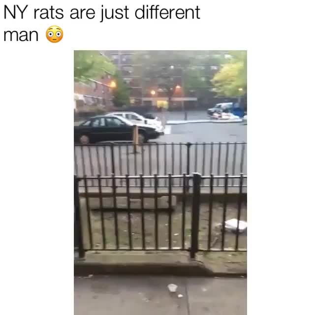 NY Rat Carrying Food Gets Stomped Meme Template - funny Funny Animals meme