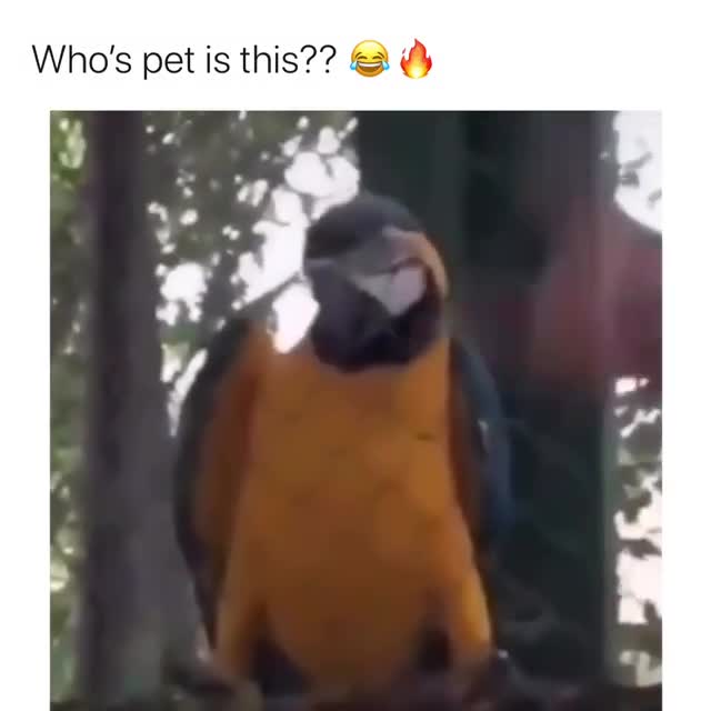 Who's Pet Is This? Judging Macaw Parrot Meme Template - funny Animals & Pets meme