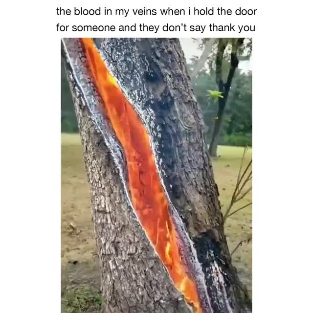 Blood Boiling Fire Tree Meme Template - funny Relatable Moments meme