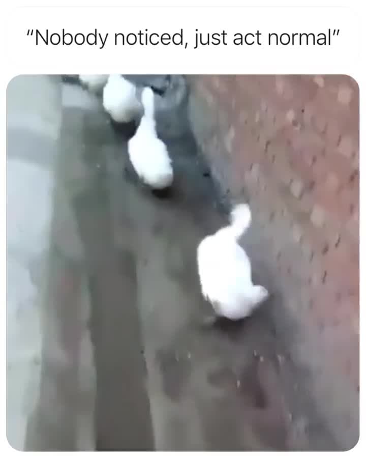 Nobody Noticed, Just Act Normal Ducks Meme Template - funny Funny Animals meme
