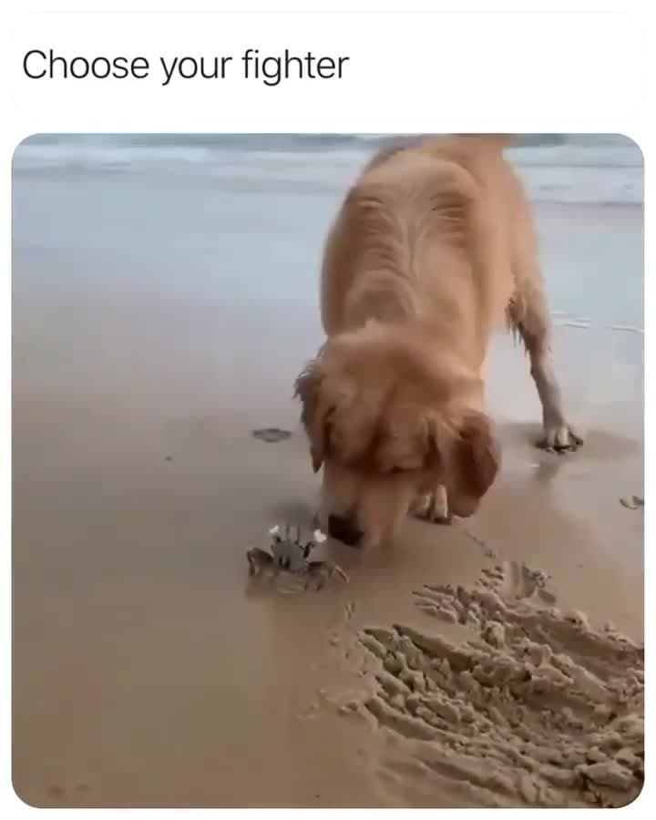 Choose Your Fighter Dog vs Crab Meme Template - funny Funny Animals meme