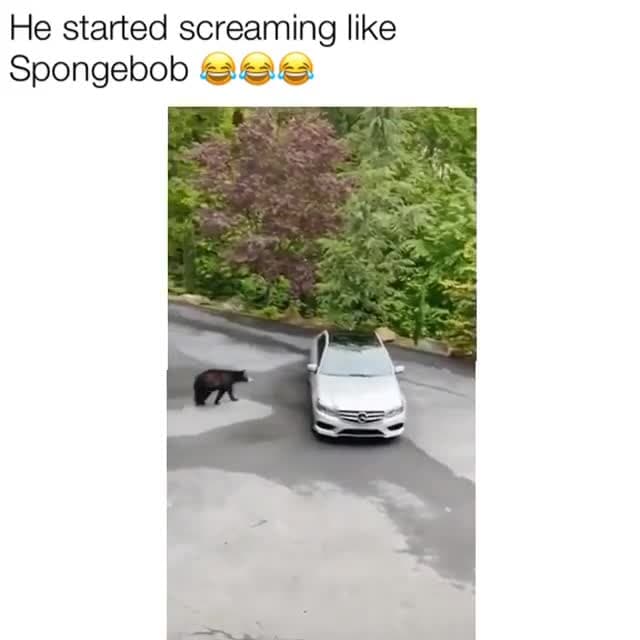 Bear Opens Car Door & Spongebob Scream Meme Template | Hilarious Panic Reaction - funny Funny Moments meme