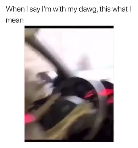 Cool Dog Driving Car Meme Template - My Dawg - funny Animal Memes meme