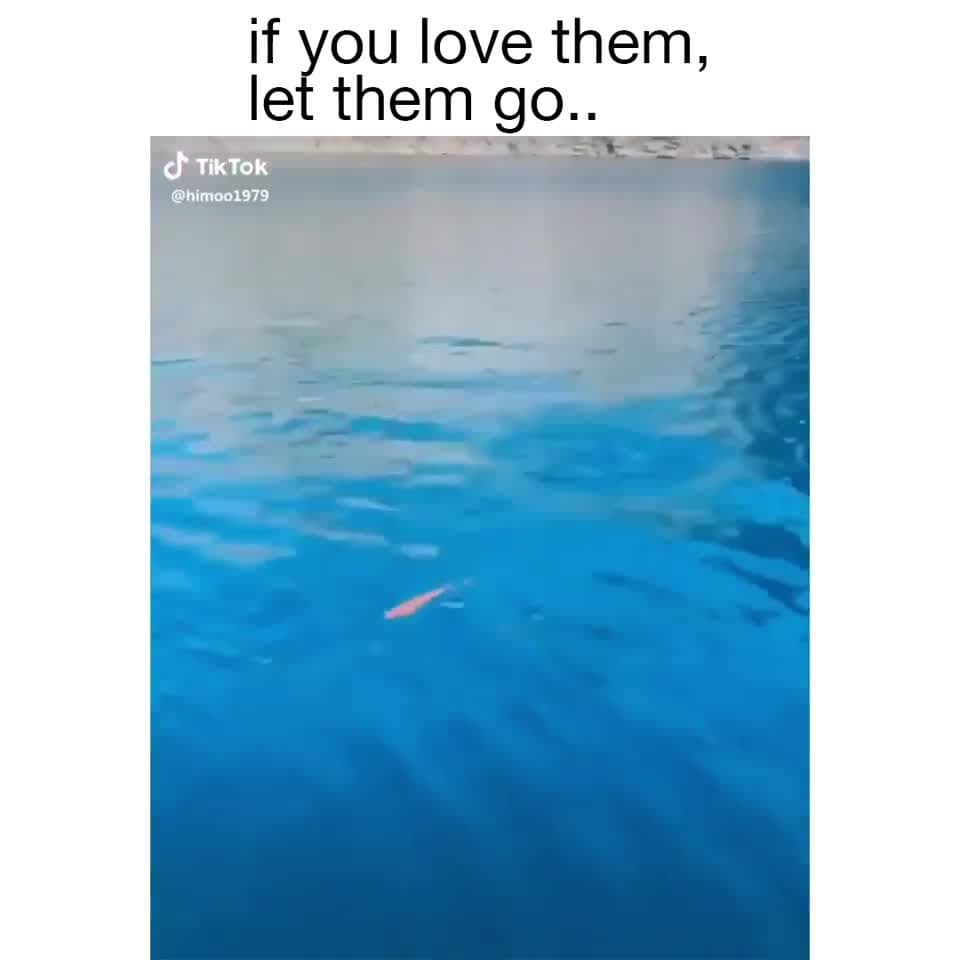 If You Love Them Let Them Go - Fish Returns Meme Template - funny Animals meme