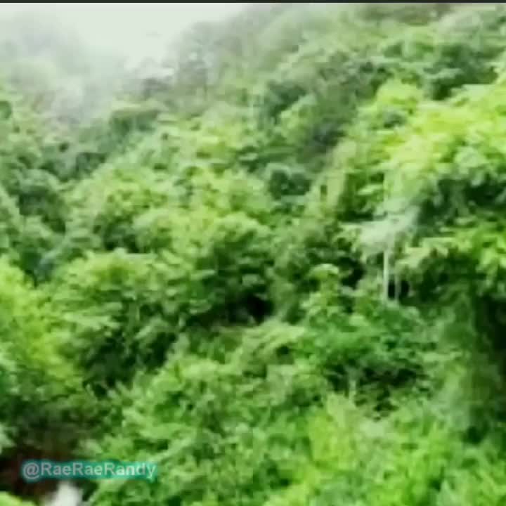 "Something In Those Trees" Predator Meme Template - Funny Jungle Sound - funny Hollywood Movie meme