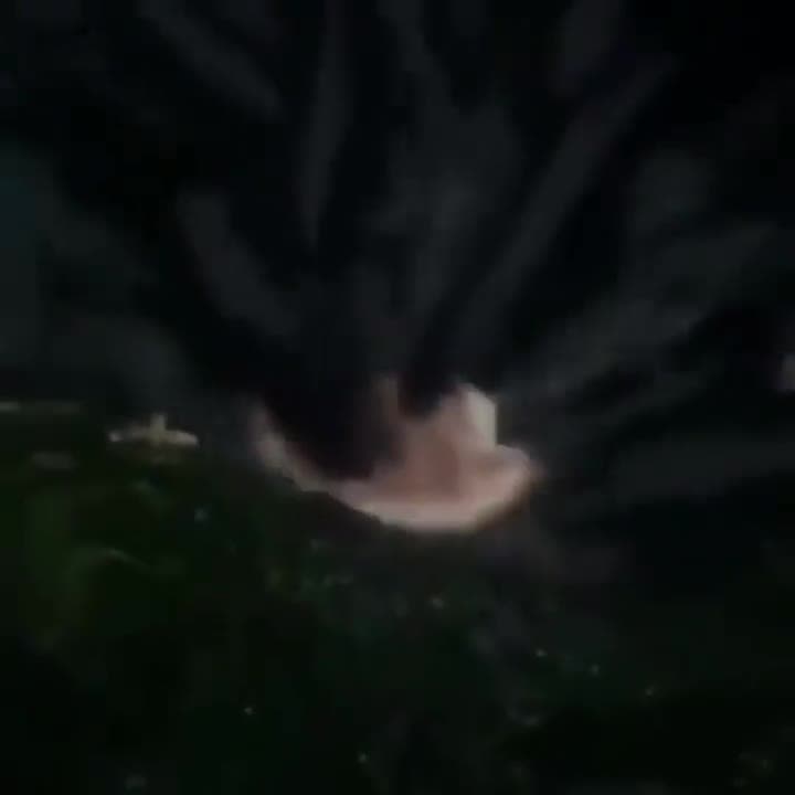 Pizza Vanishes Underwater Meme Template - funny Funny meme