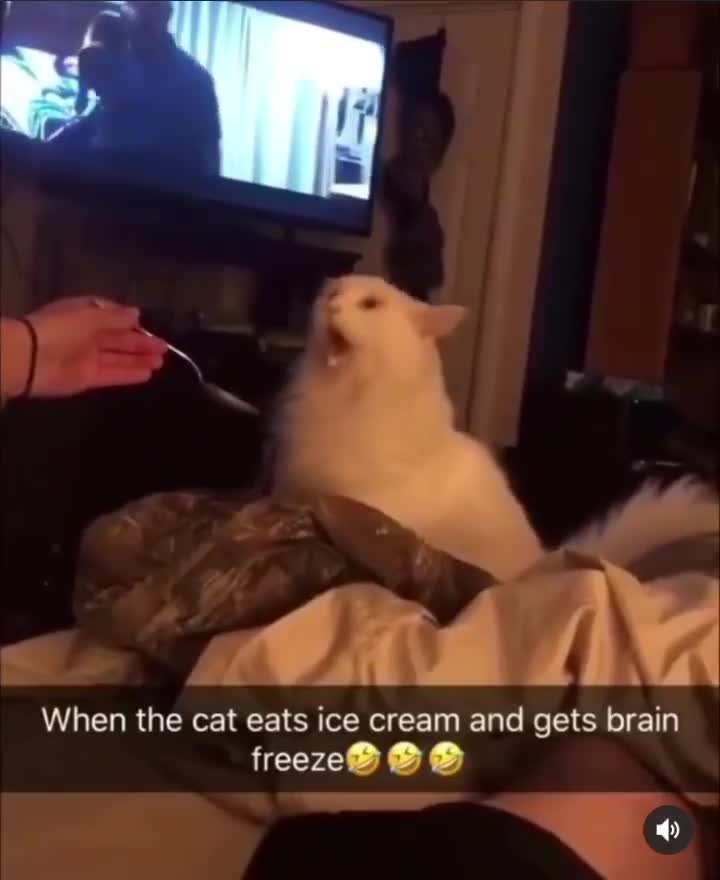 Hilarious Cat Brain Freeze Reaction Meme Template - funny Funny Animals meme