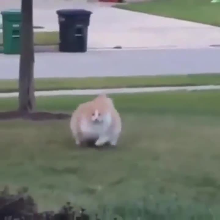 Fluffy Cat Stare Meme Template | Chonky Cat Appears - funny Animals & Pets meme