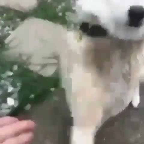 Dog High Five Funny Reaction Meme Template - funny Animals & Pets meme