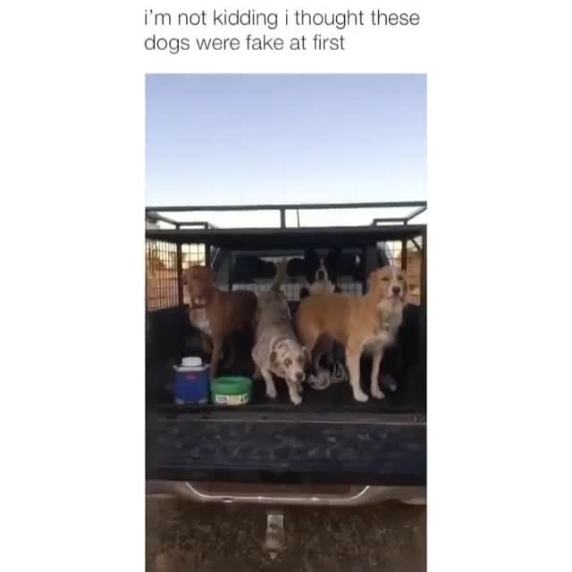 Surprise Dog Squad Reveal Meme Template - funny Animals meme
