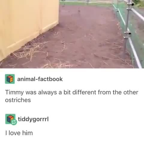 Timmy the Different Ostrich Funny Run Meme Template | Cute Animal Viral - funny Animal Memes meme
