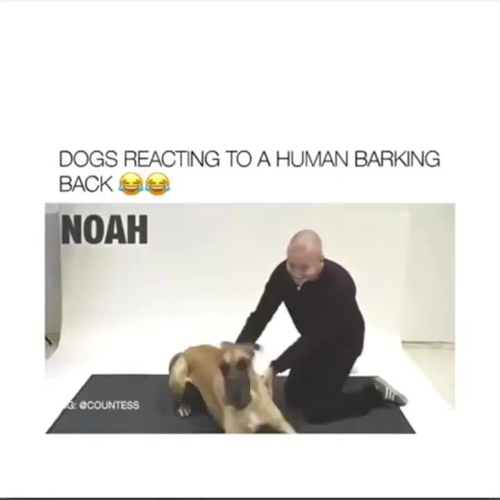 Dogs Reacting to Human Barking | Funny Dog Reactions Meme Template - funny Animal Humor meme